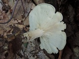 Leucopaxillus giganteus image