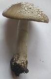 Amanita excelsa image
