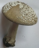 Amanita excelsa image