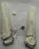 Amanita excelsa image