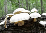 Pleurotus dryinus image