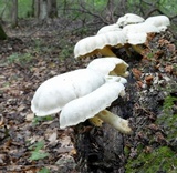 Pleurotus dryinus image