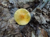 Cortinarius luteus image