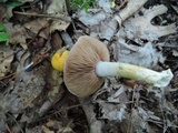 Cortinarius luteus image