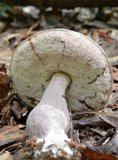 Tylopilus plumbeoviolaceus image
