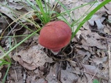 Baorangia bicolor image