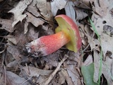 Baorangia bicolor image