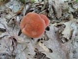 Baorangia bicolor image