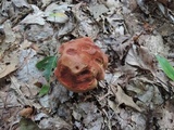 Baorangia bicolor image