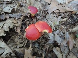 Butyriboletus frostii image