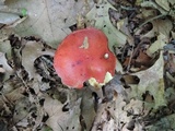 Butyriboletus frostii image