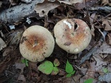 Russula maculata image
