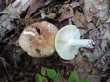 Russula maculata image