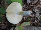Russula maculata image
