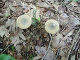 Amanita sect. Vaginatae image