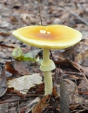 Amanita banningiana image