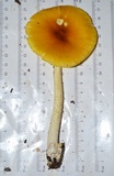 Amanita banningiana image