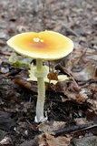 Amanita banningiana image