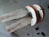 Leccinum insigne image