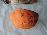 Leccinum insigne image