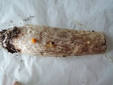 Leccinum insigne image
