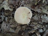 Lactarius chrysorrheus image