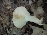 Lactarius chrysorrheus image