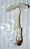 Amanita canescens image