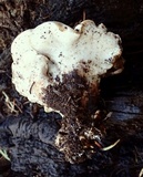 Osteina obducta image