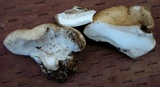 Osteina obducta image