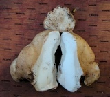 Osteina obducta image