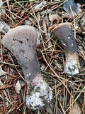 Gomphus ludovicianus image