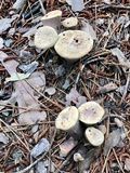 Gomphus ludovicianus image