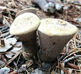 Gomphus ludovicianus image