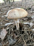 Amanita roseitincta image