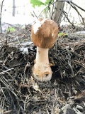 Amanita roseitincta image