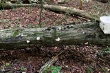 Hypocrea peltata image