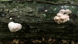 Hypocrea peltata image