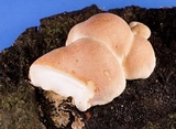 Hypocrea peltata image