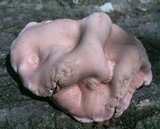 Hypocrea peltata image