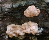Hypocrea peltata image