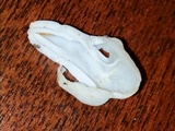 Helvella crispa image