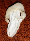 Helvella crispa image