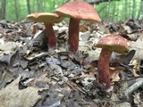 Baorangia bicolor image