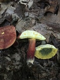 Baorangia bicolor image
