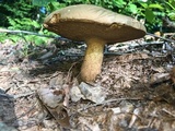 Boletus durhamensis image