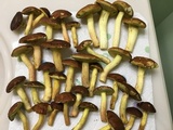 Leccinum rubropunctum image
