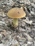 Boletus vermiculosoides image