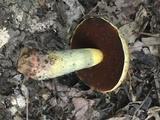 Boletus vermiculosoides image