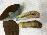 Boletus vermiculosoides image